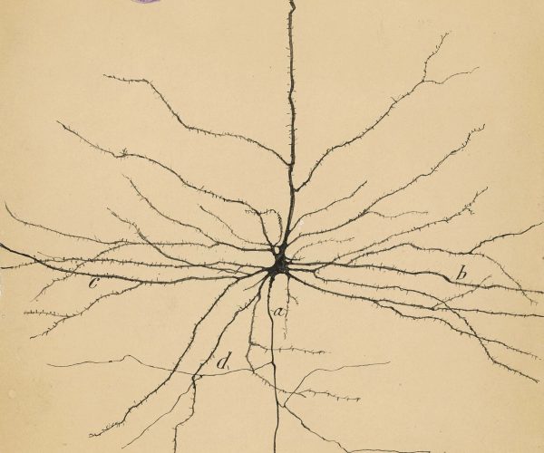 M1179. La neurona piramidal de la corteza cerebral.
