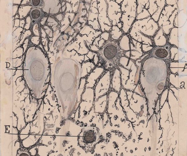 m130. Astrocitarios en el hipocampo del cerebro humano
