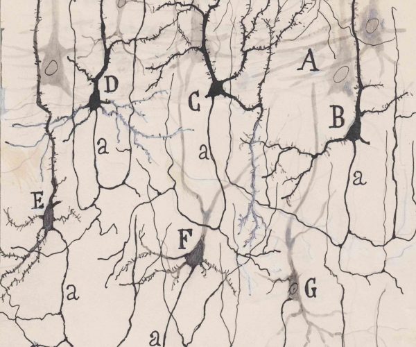 m1309. Neuronas en las capas medias de la corteza cerebral.